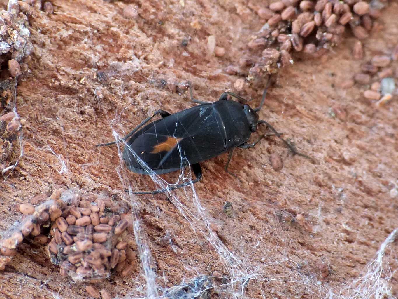 Lygaeidae: Aphanus rolandri del Lazio - Fregene (RM)